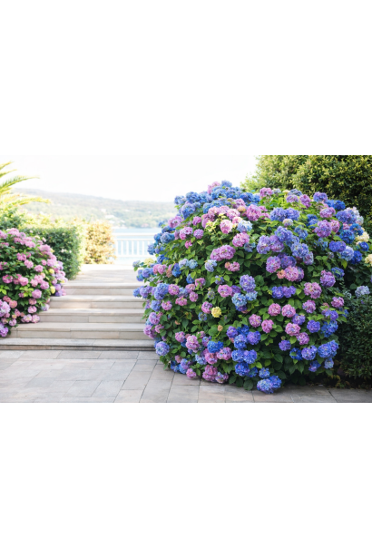 Гортензія широколиста Флорентіна в ландшафті